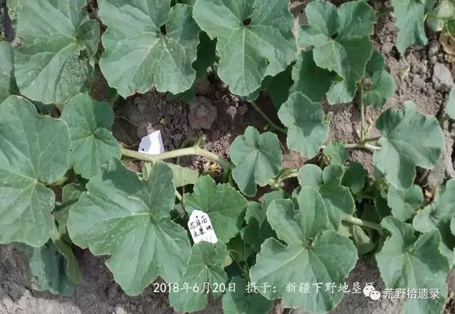 露天甜瓜种植技术视频_露天种甜瓜怎么搭架视频_露天爬地甜瓜种植
