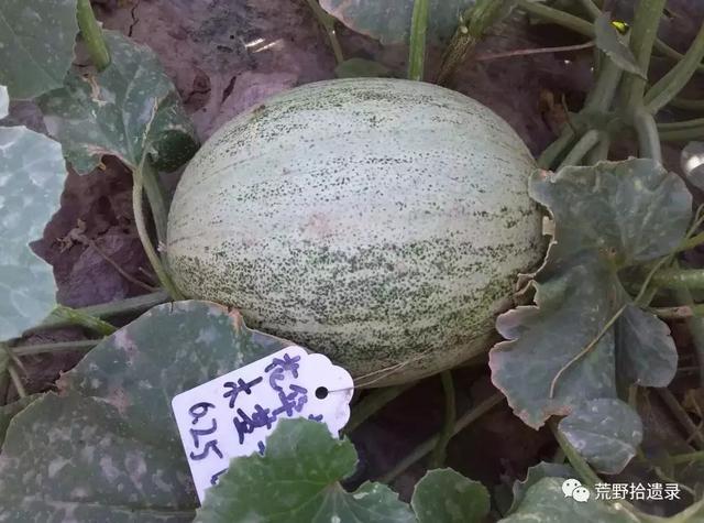 露天甜瓜种植技术视频_露天爬地甜瓜种植_露天种甜瓜怎么搭架视频