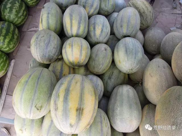 露天爬地甜瓜种植_露天甜瓜种植技术视频_露天种甜瓜怎么搭架视频