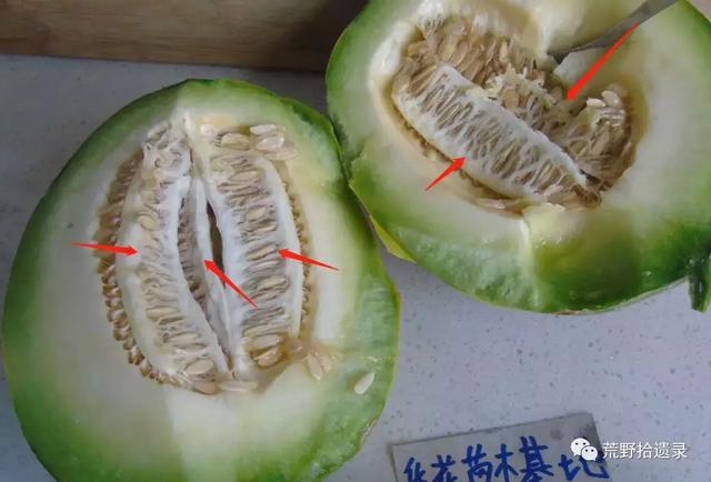 露天种甜瓜怎么搭架视频_露天爬地甜瓜种植_露天甜瓜种植技术视频