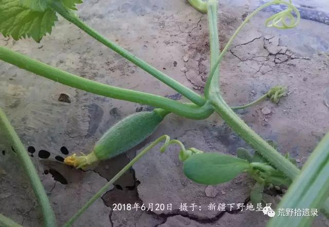 露天甜瓜种植技术视频_露天种甜瓜怎么搭架视频_露天爬地甜瓜种植