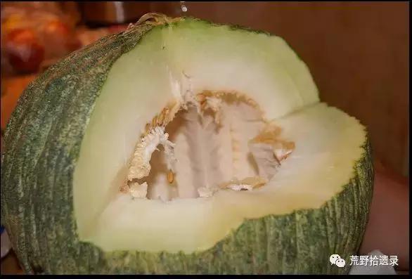 露天甜瓜种植技术视频_露天爬地甜瓜种植_露天种甜瓜怎么搭架视频