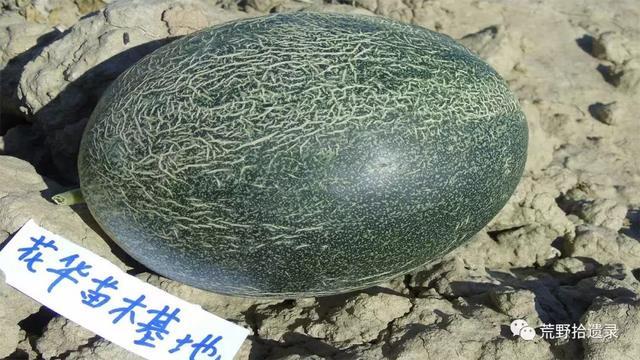 露天爬地甜瓜种植_露天种甜瓜怎么搭架视频_露天甜瓜种植技术视频