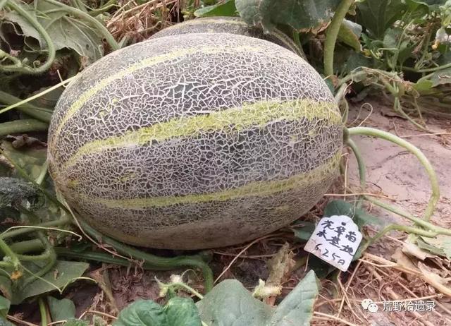 露天甜瓜种植技术视频_露天爬地甜瓜种植_露天种甜瓜怎么搭架视频