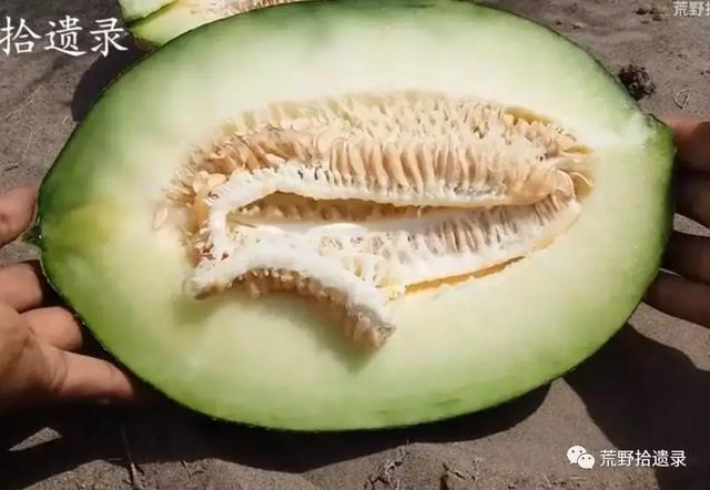露天甜瓜种植技术视频_露天种甜瓜怎么搭架视频_露天爬地甜瓜种植