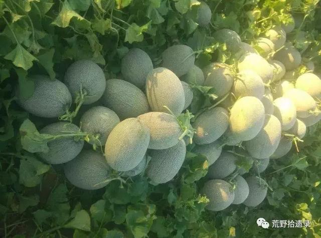 露天种甜瓜怎么搭架视频_露天甜瓜种植技术视频_露天爬地甜瓜种植