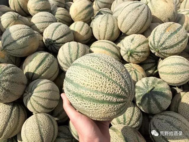 露天种甜瓜怎么搭架视频_露天爬地甜瓜种植_露天甜瓜种植技术视频