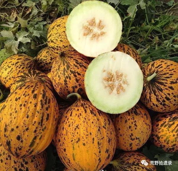 露天爬地甜瓜种植_露天种甜瓜怎么搭架视频_露天甜瓜种植技术视频