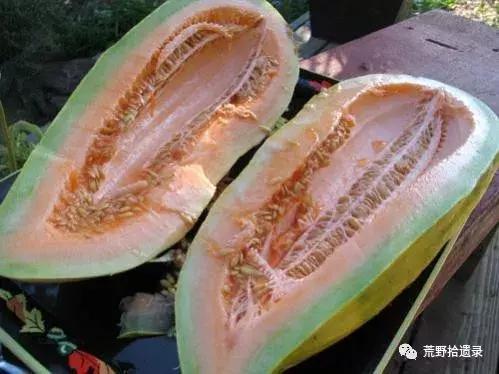 露天甜瓜种植技术视频_露天爬地甜瓜种植_露天种甜瓜怎么搭架视频