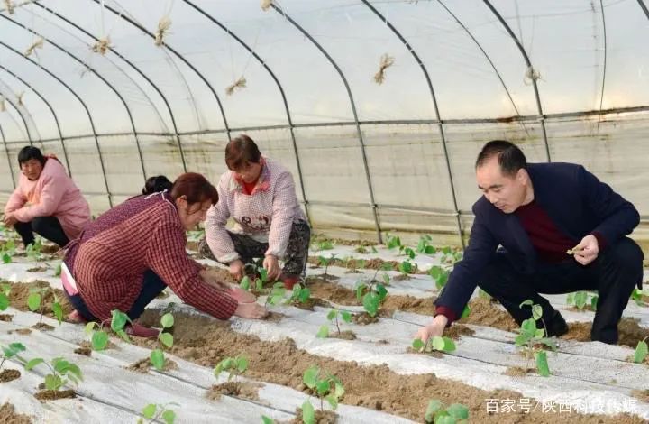 西安养殖企业_西安养殖致富_西安养殖基地