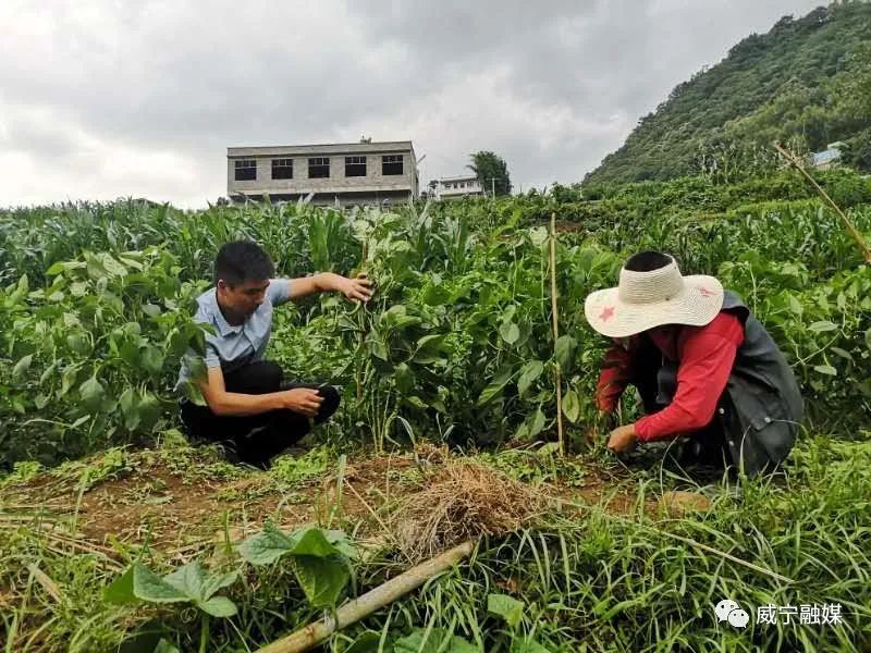 南宁辣椒苗_广西辣椒种植基地_南宁种植辣椒致富