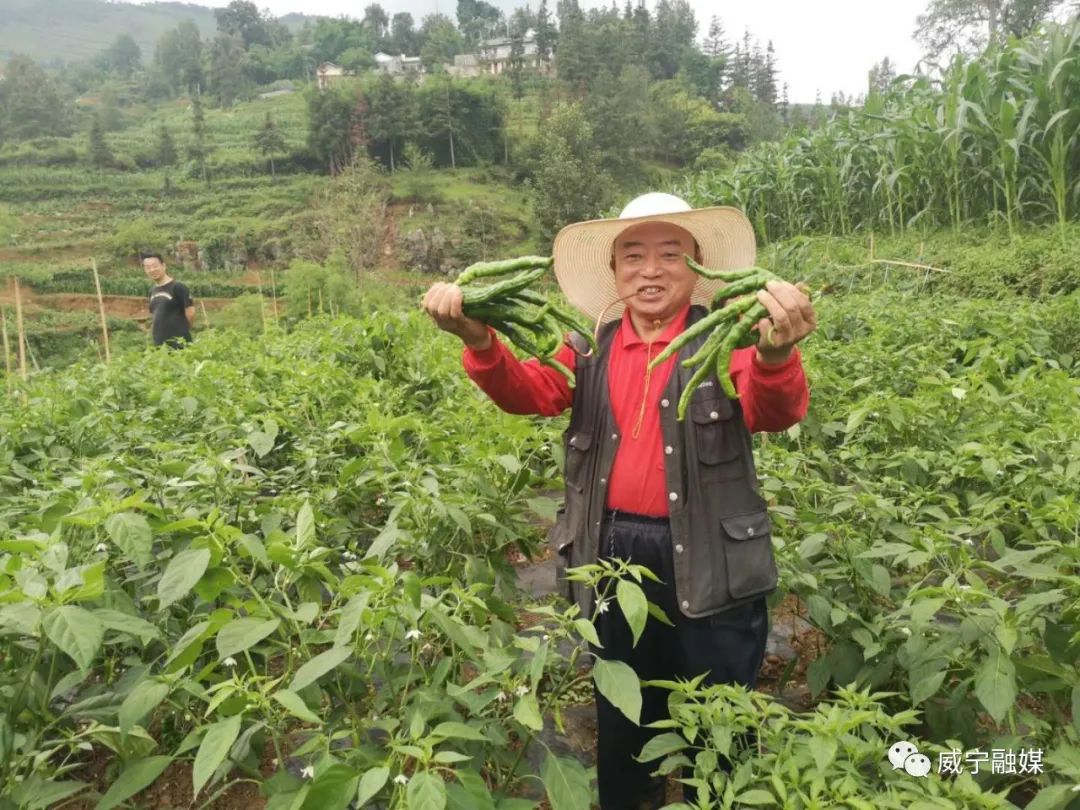 南宁种植辣椒致富_南宁辣椒苗_广西辣椒种植基地