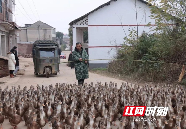 不向命运低头 邵东这位“鸭司令”的致富经惠及乡邻