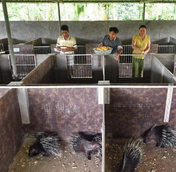 致富养殖农村豪猪视频播放_豪猪养殖户_农村养殖豪猪致富