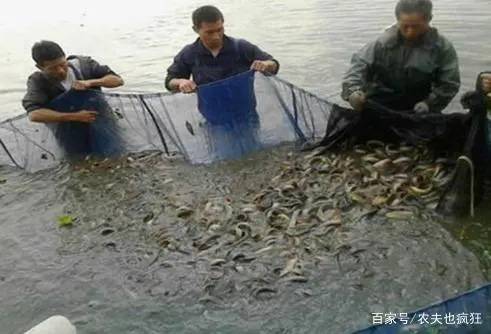 台湾泥鳅养殖成本和利润_养台湾泥鳅致富经视频播放_致富经泥鳅养殖视频全集