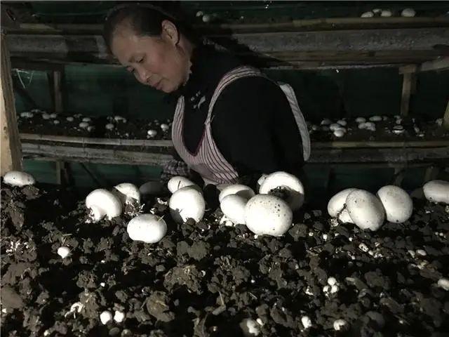 贵州：一个大棚季度栽培效益7万余元！朵朵双孢菇 撑起“致富伞”
