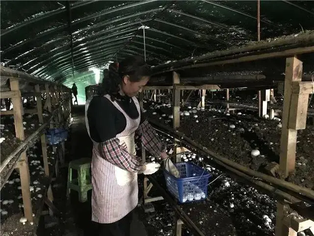 种植双孢菇风险大不大_双胞姑种植技术_双胞菇种子