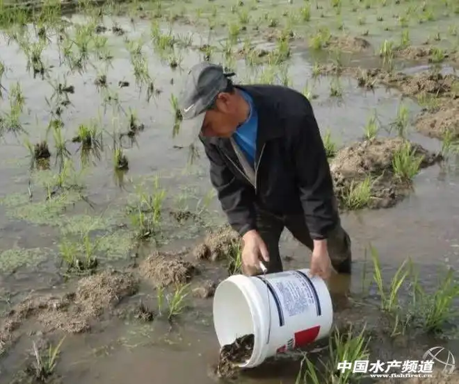 致富经大桶养泥鳅_台湾泥鳅养殖成本和利润_养台湾泥鳅致富经视频播放