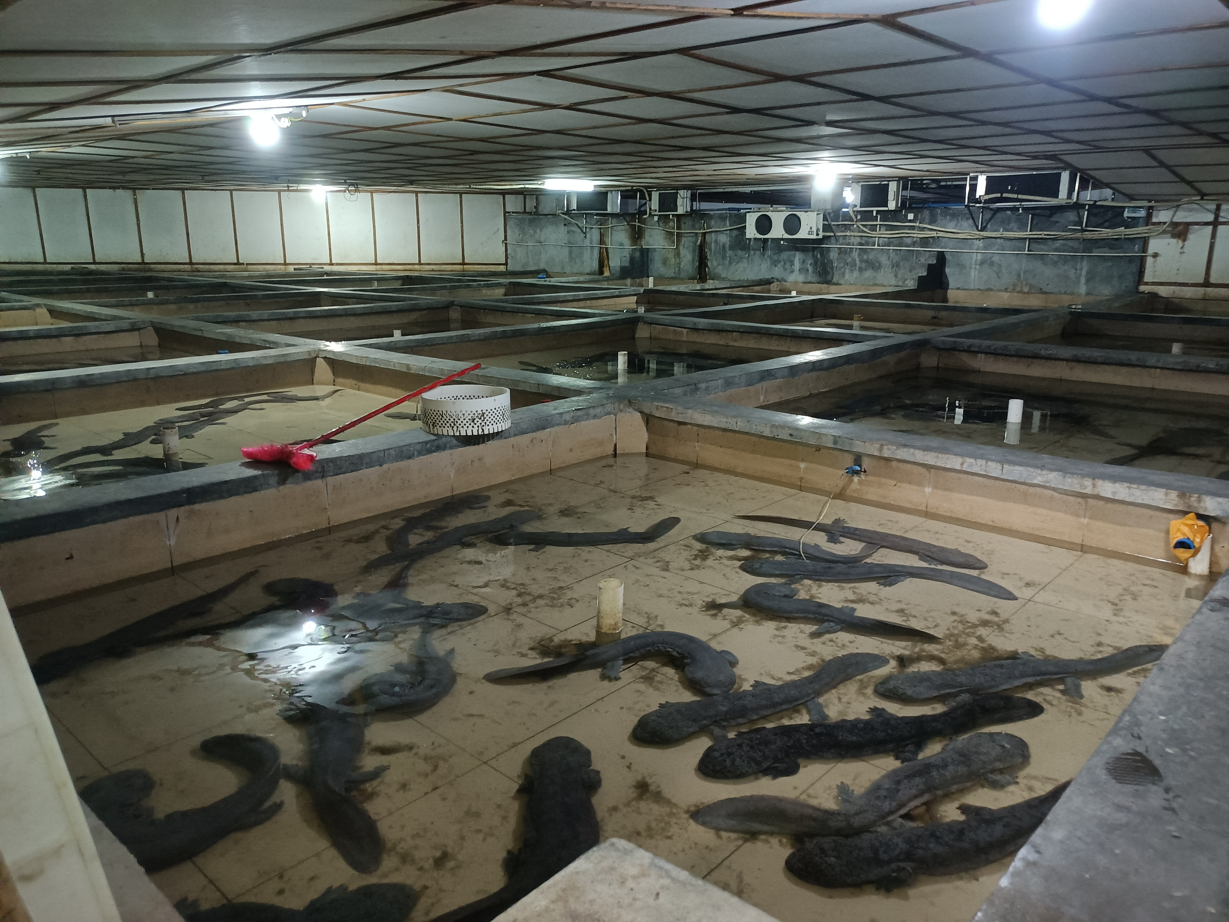 科技苑黄颡鱼养殖视频_黄颡鱼养殖技术视频_工厂式黄颡鱼养殖技术