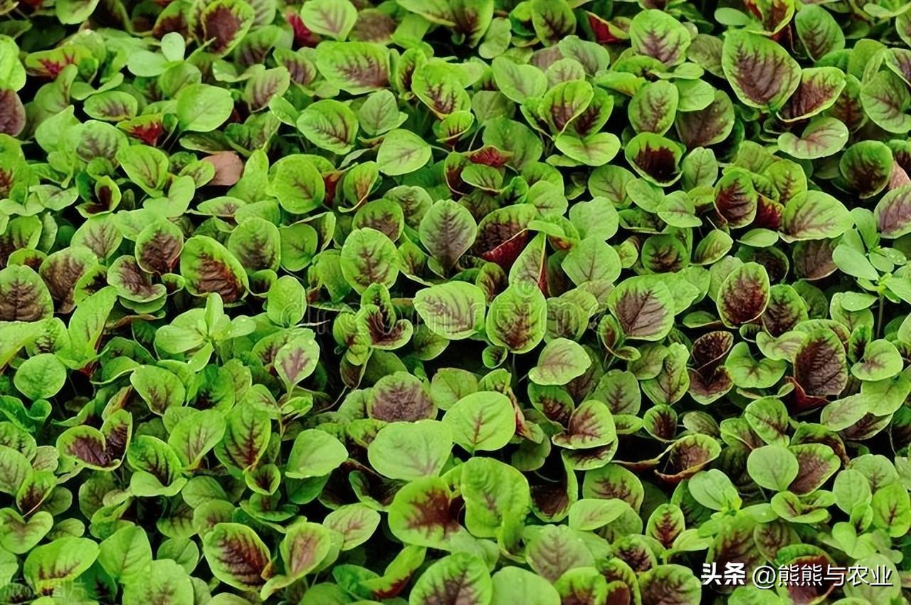种植红苋菜的过程步骤_种植红苋菜技术与管理_红苋菜种植技术