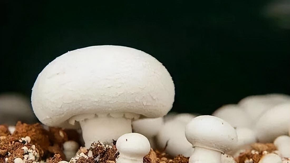 双胞蘑菇“素中之肉”称号的来历（武陵山珍丨百菇菌汤系列）