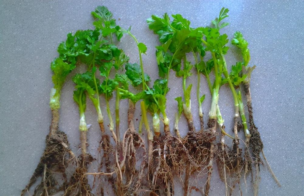 种植红苋菜技术与管理_红苋菜种植技术_种植红苋菜技术视频