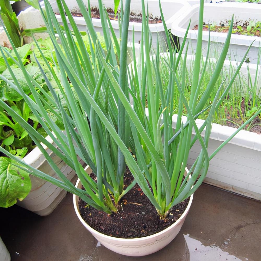 红苋菜种植技术_种植红苋菜技术与管理_种植红苋菜技术视频