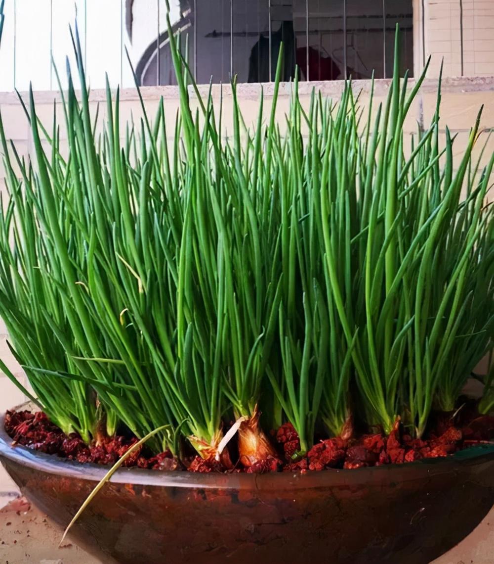 种植红苋菜技术与管理_红苋菜种植技术_种植红苋菜技术视频