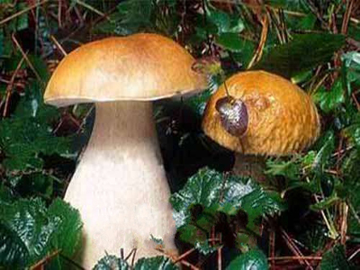 金针菇有农药吗：别冷落了干杂果生产