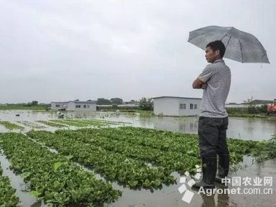 金针菇有农药吗
