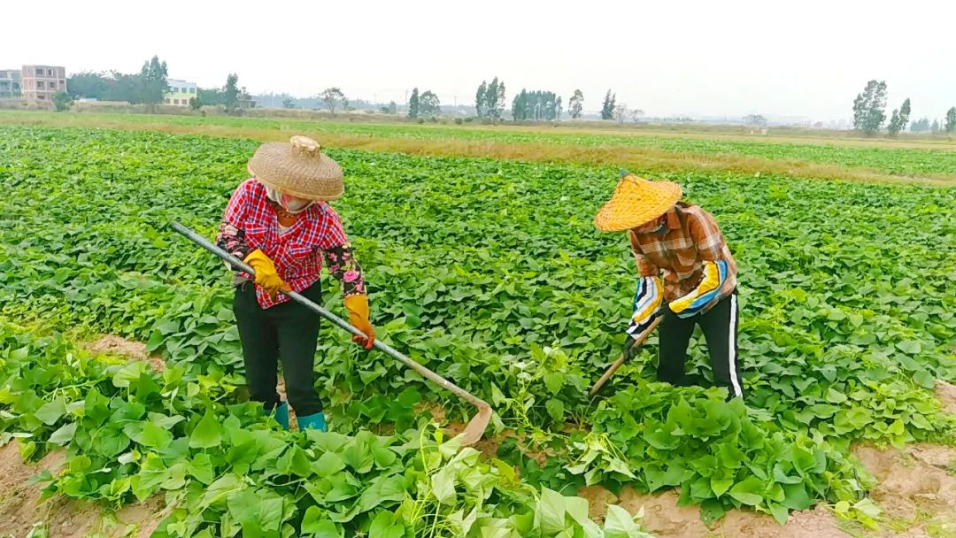 黄皮树苗怎么种才活_树苗种植黄皮技术要求_黄皮树苗和种植技术