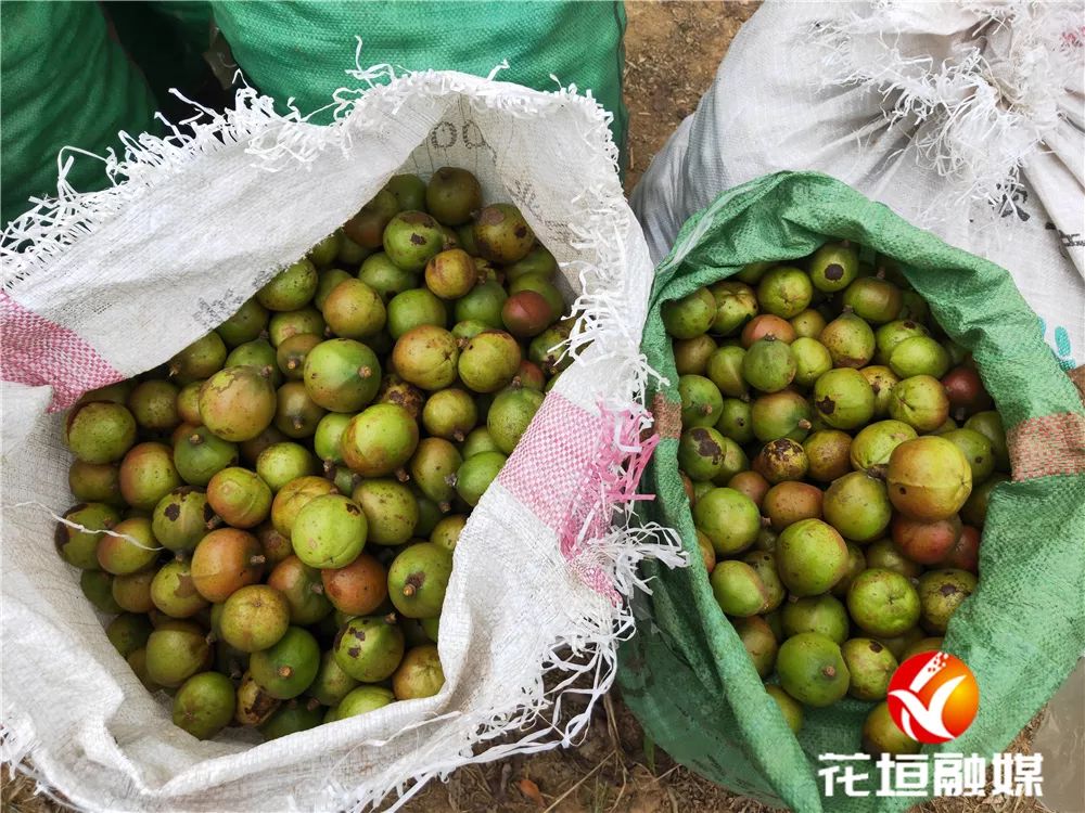 果农致富_果树种植致富经_花垣种植致富果