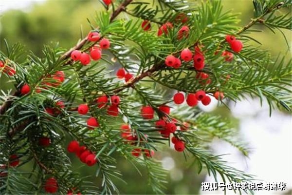 仅40年被砍伐至濒危，如今以毫克计价，农民种植却当盆栽卖