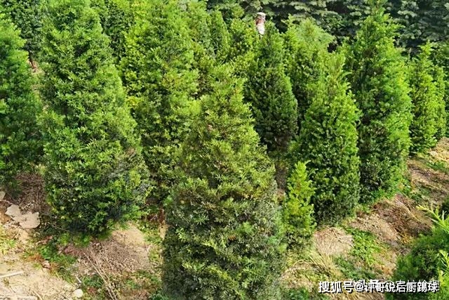 致富种植红豆杉可以种植吗_种植红豆杉可以致富吗_红豆杉能不能种植