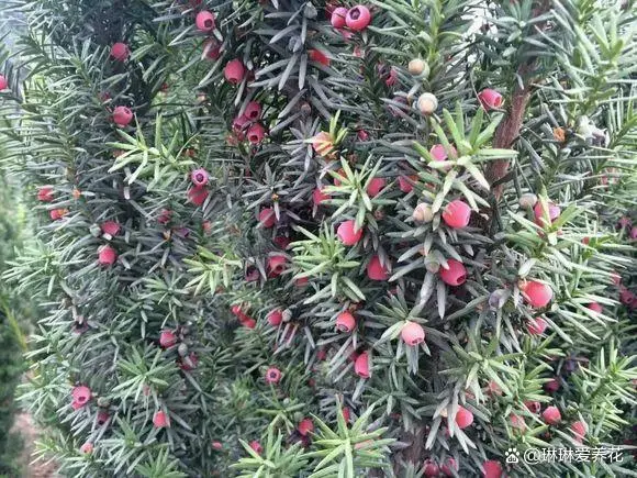 红豆杉适宜种家吗_致富种植红豆杉可以种植吗_种植红豆杉可以致富吗