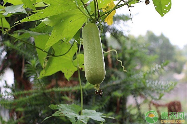 最新无土蔬菜种植方法-图片版权归惠农网所有