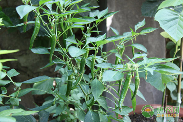 最新无土蔬菜种植方法-图片版权归惠农网所有