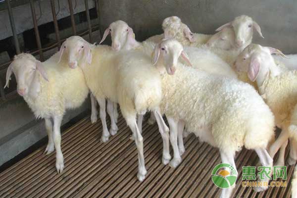 湖羊养殖技术及养殖效益-图片版权归惠农网所有