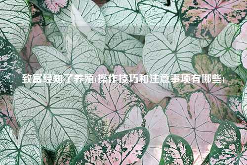 致富经知了养殖(操作技巧和注意事项有哪些) 养殖业