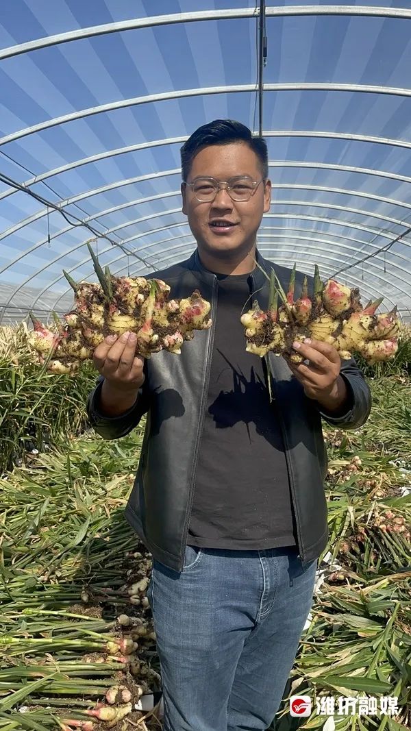 种姜致富骗局_农村种植姜致富_农村种植姜挣钱吗