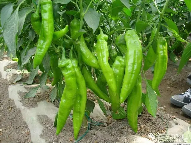 辣椒高产种植技术总结，浇水施肥全都有，一亩多摘300多斤