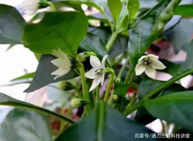 种植辣椒的视频_辣椒种植技术视频播放_辣椒种植技术视频