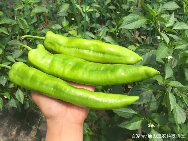 辣椒种植技术视频_种植辣椒的视频_辣椒种植技术视频播放