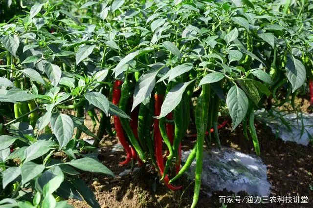 辣椒种植技术视频_辣椒种植技术视频播放_种植辣椒的视频