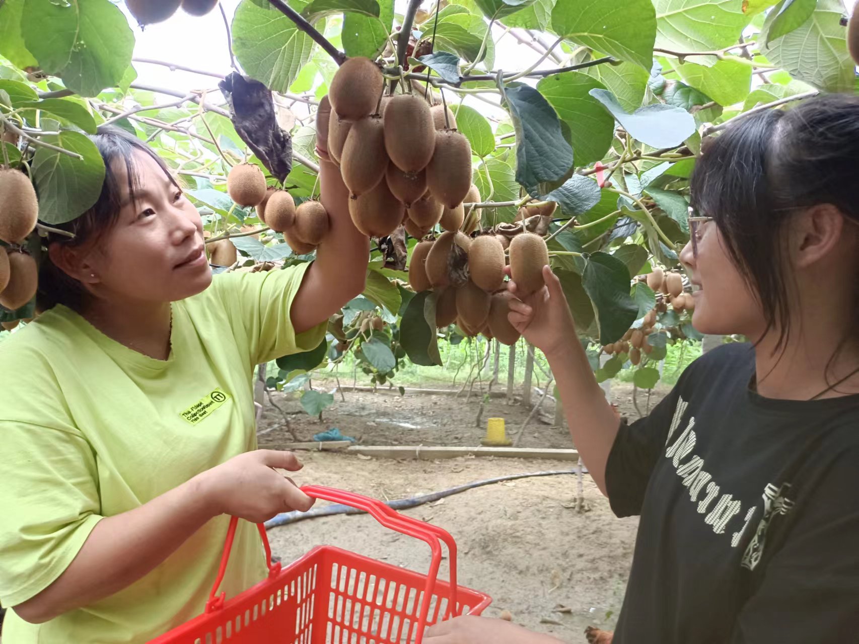 阜阳种植业_安徽阜阳种植结构_阜阳致富果种植