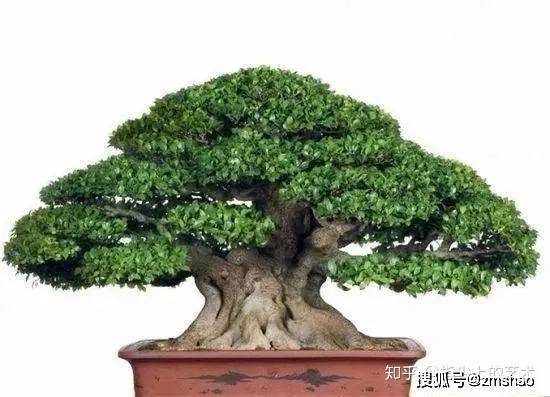 种名贵树有哪些好处_投资种植名贵树致富_盆景名贵树种种植致富项目