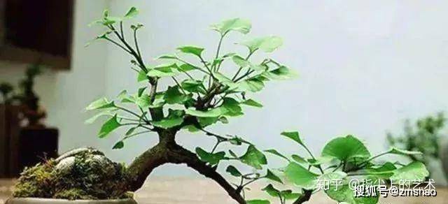投资种植名贵树致富_盆景名贵树种种植致富项目_种名贵树有哪些好处
