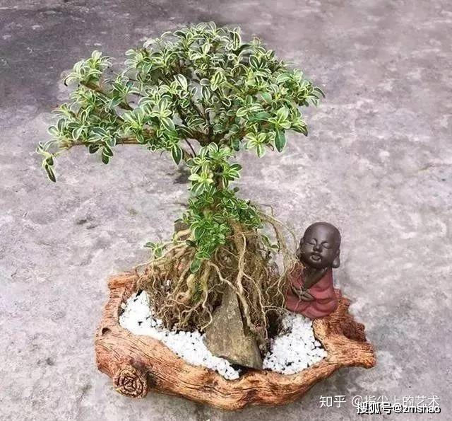 盆景名贵树种种植致富项目_种名贵树有哪些好处_投资种植名贵树致富