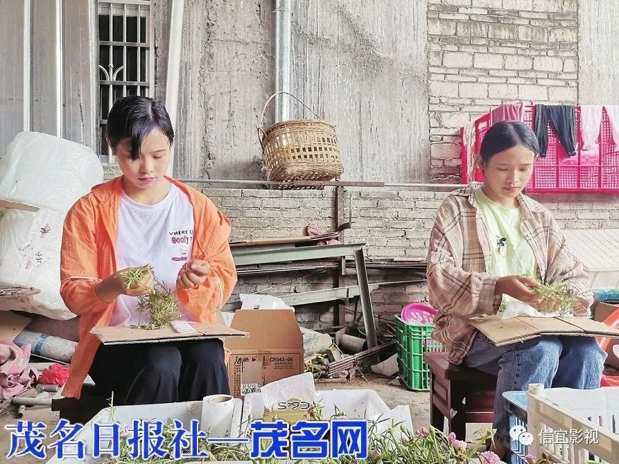 可以！信宜北界俩姐妹种太阳花闯出致富路