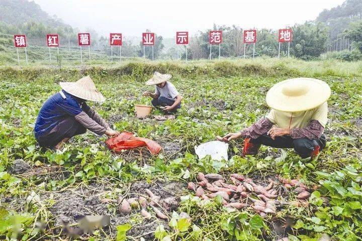 特色种植致富忙_致富经农业种植_致富种植什么比较赚大钱